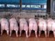 一头猪亏损超200元 中国养殖户喜迎贸易战